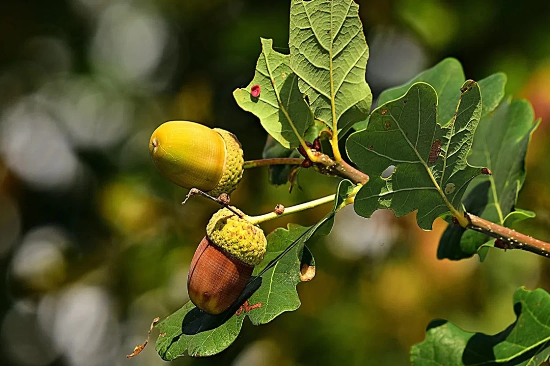 9 августа  — день целителя Пантелеймона: что можно и чего нельзя делать