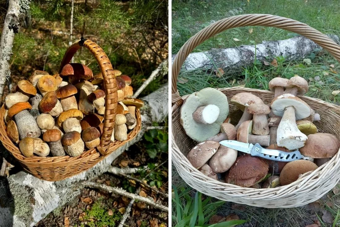 Август взорвал грибной сезон: боровики, подосиновики и корзины счастья