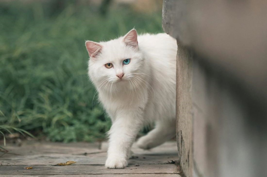 Белая кошка перебежала вам дорогу? Вот скрытый смысл этого