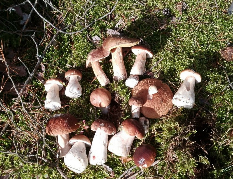 Белые пошли! Грибники собирают в сентябре целые ведра грибов, несмотря на заморозки