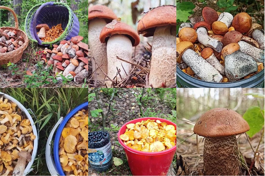 «Боровики прут прямо из песка, подосиновики растут на полянках». Грибники делятся богатой добычей