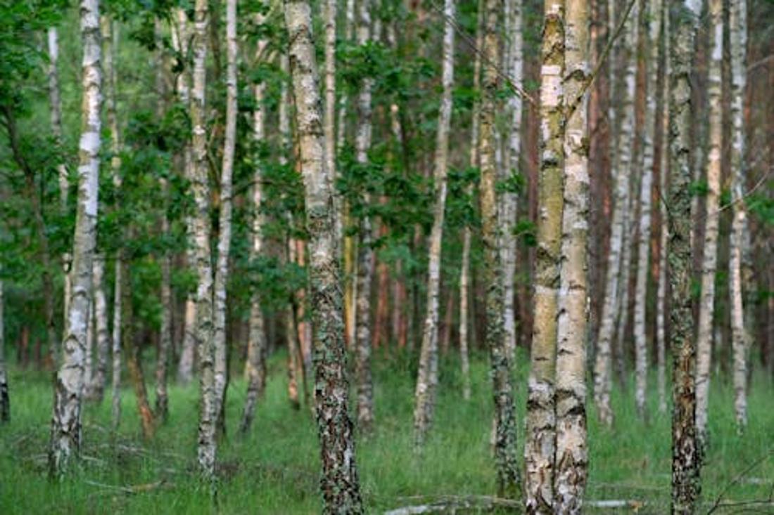 День архангела Михаила 19 сентября: что можно и чего нельзя делать