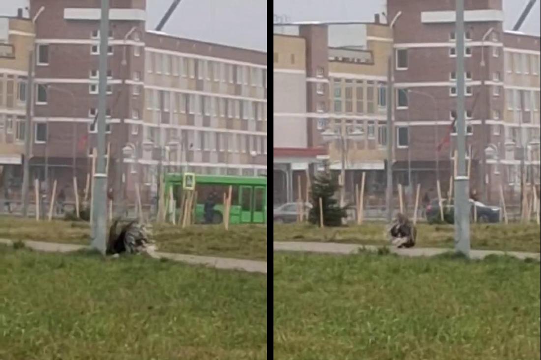 Дикобраз вышел на прогулку: в Барановичах в городском парке заметили колючего гостя