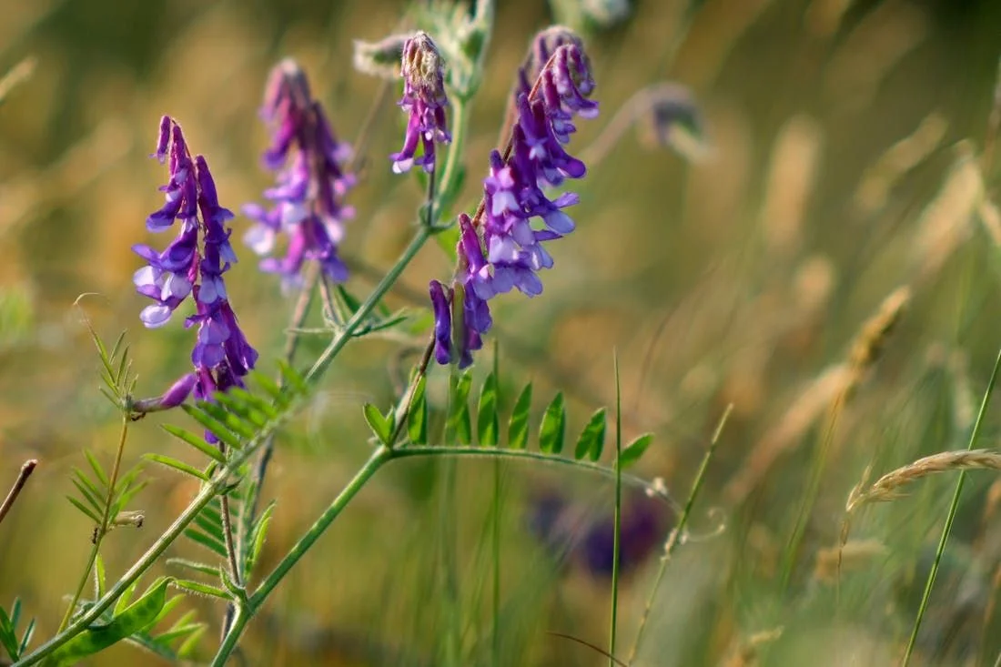 Дождь опять напомнит о себе. О погоде на Гродненщине 13-15 июля