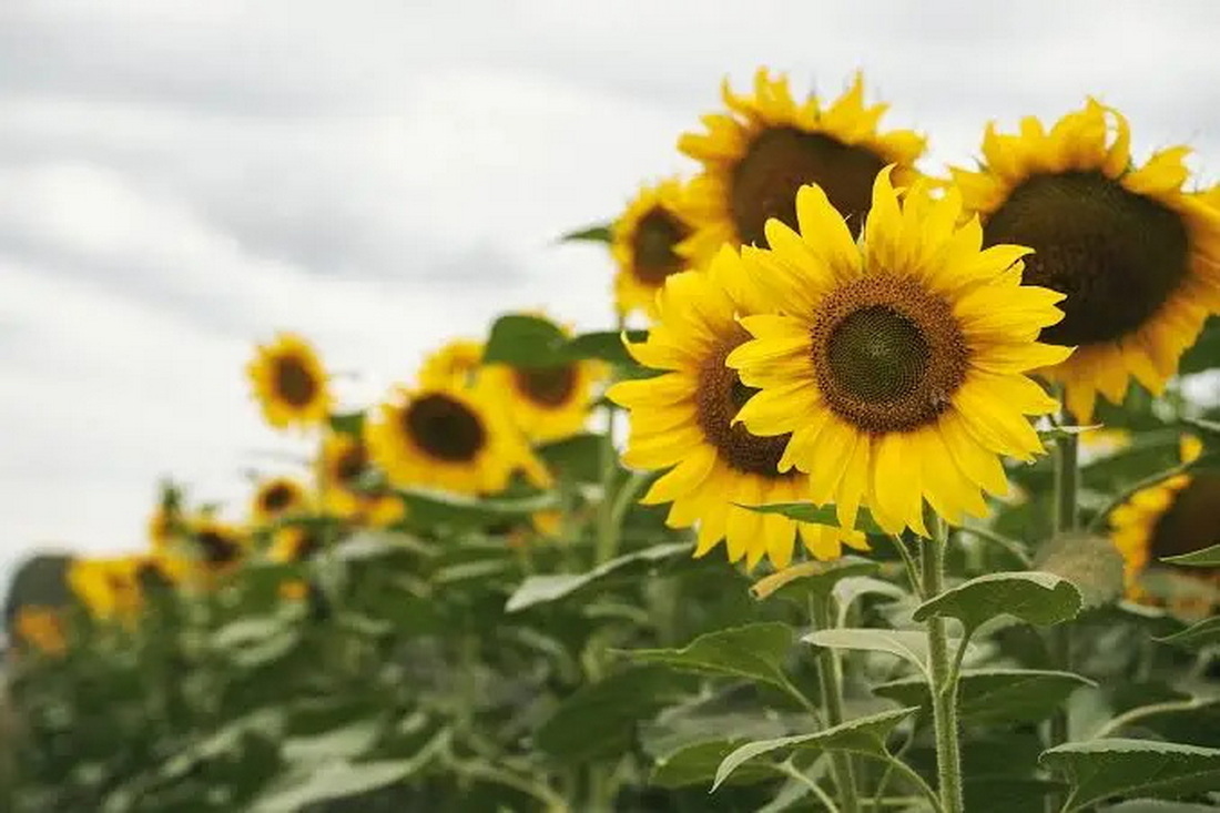 Этот цветок скоро появится в бургерах по всему миру