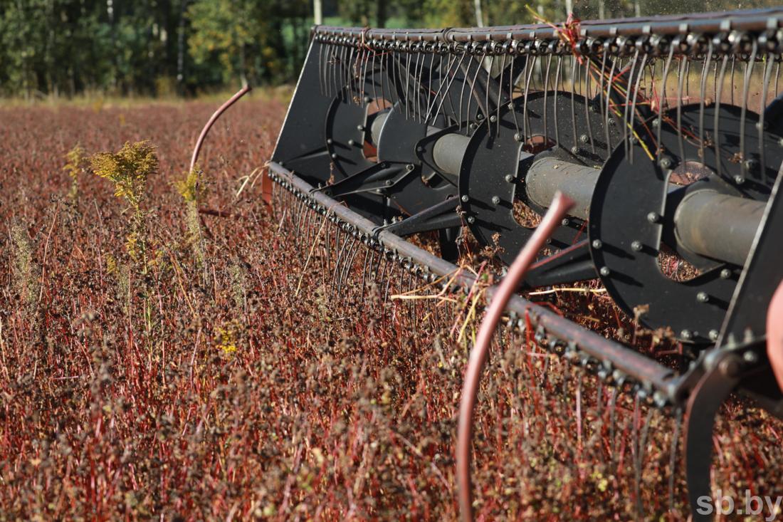Этот полезный продукт скоро появится на полках белорусских магазинов