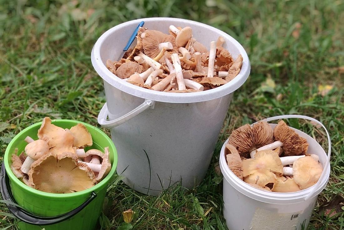 Грибники бьют тревогу: зелёнки пошли, а осенних грибов всё нет