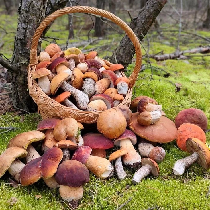 Грибной бум! Любители тихой охоты возвращаются из леса с полными корзинами