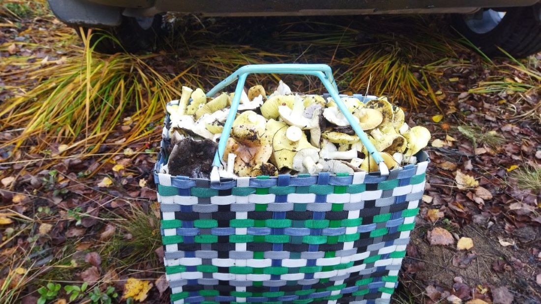 Грибов в лесу валом: грибники собирают даже затемно с фонариками