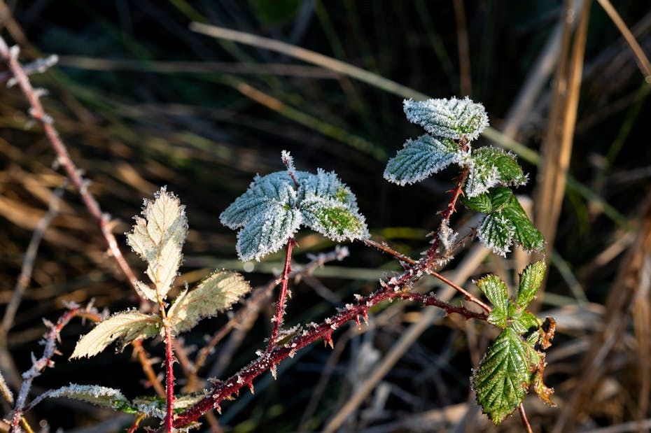 Хрустальные ночи продолжаются: заморозки никуда не спешат уходить