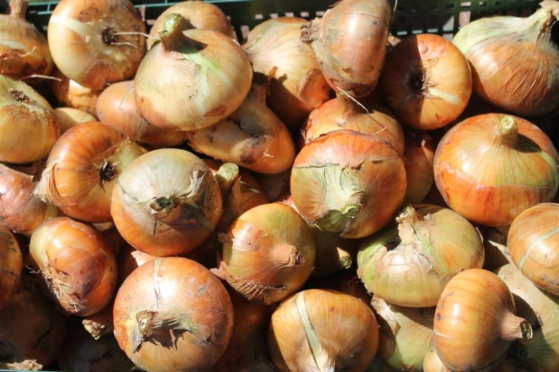 Как сохранить лук свежим до лета: лайфхак от опытной хозяйки