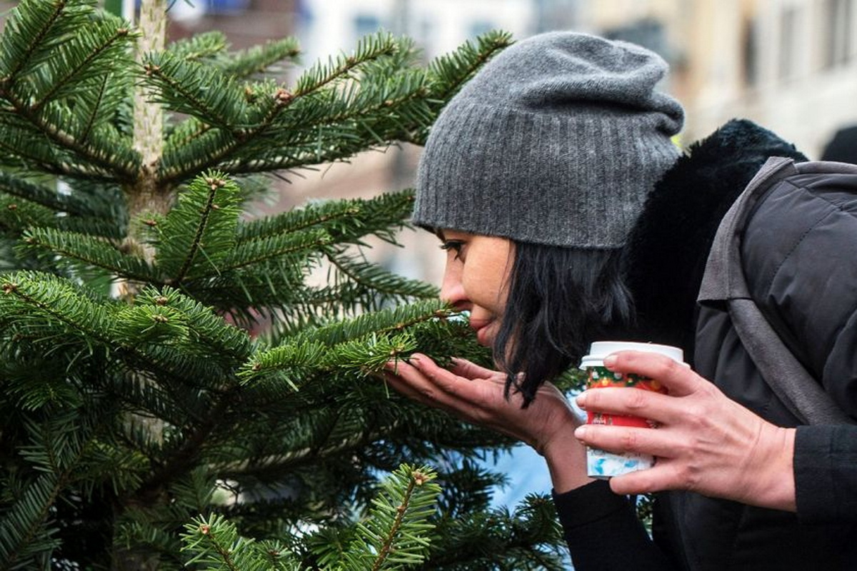 Как выбрать живую ёлку, которая переживёт все праздники и не осыплется