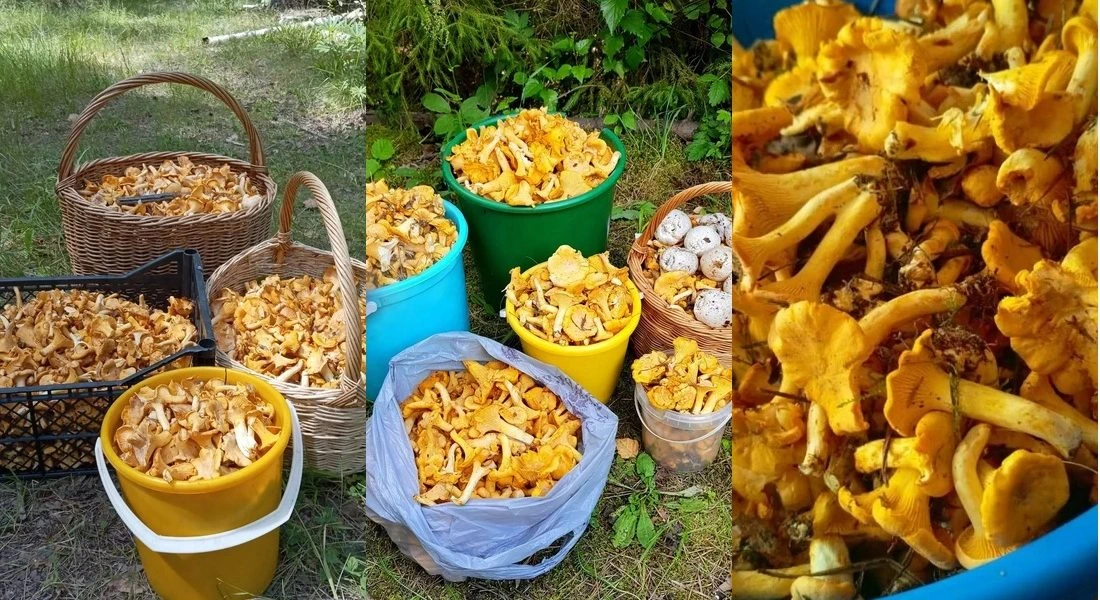 Лисичек — хоть косой коси! Грибники не успевают всё собрать