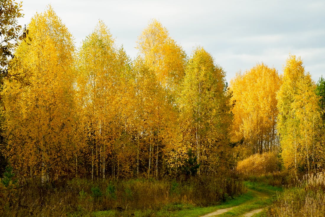 Листья с берез не облетели к 21 октября? Это важная примета
