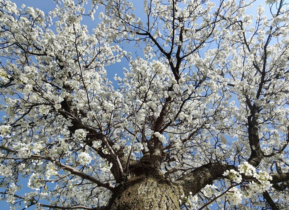 Майские холода затягиваются в Гродненском регионе