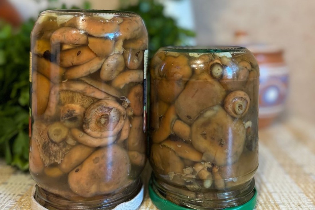 Маринованные рыжики по проверенному рецепту