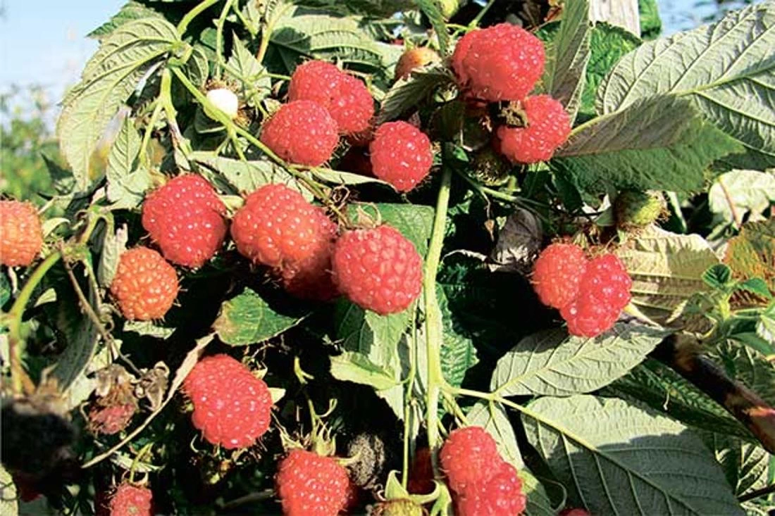 Марины-Пимены: как отмечали 20 августа и что предсказывали приметы