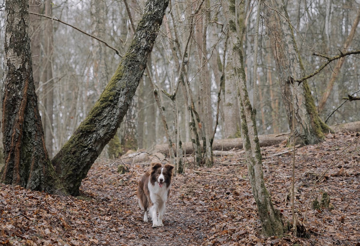 На Гродненщину идет тепло