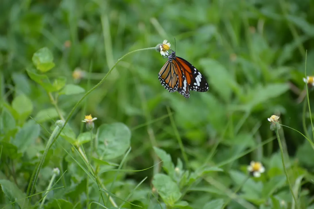 На Гродненщину надвигается жара. Какие температуры ожидаются в ближайшие дни?