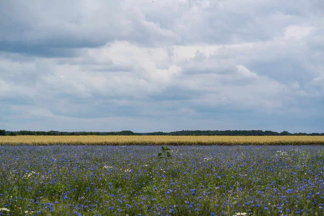 На Гродненщину придет жара. Когда ожидать?