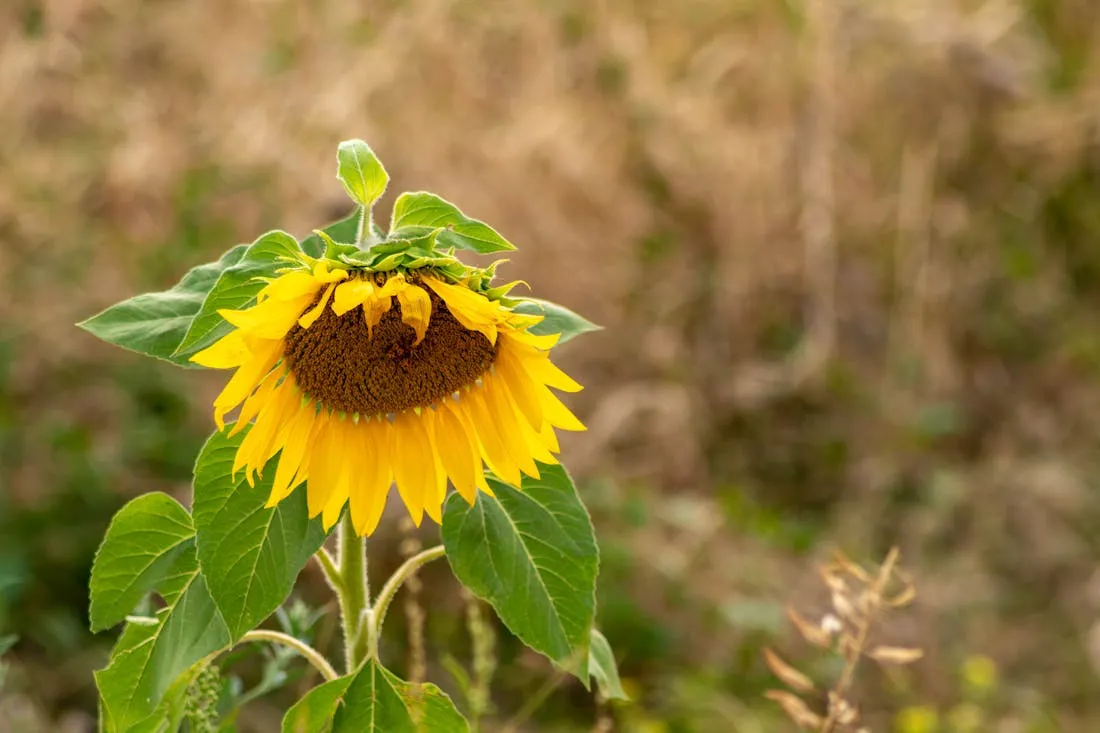 Наступают прохладные ночи. О погоде на Гродненщине 13-15 августа