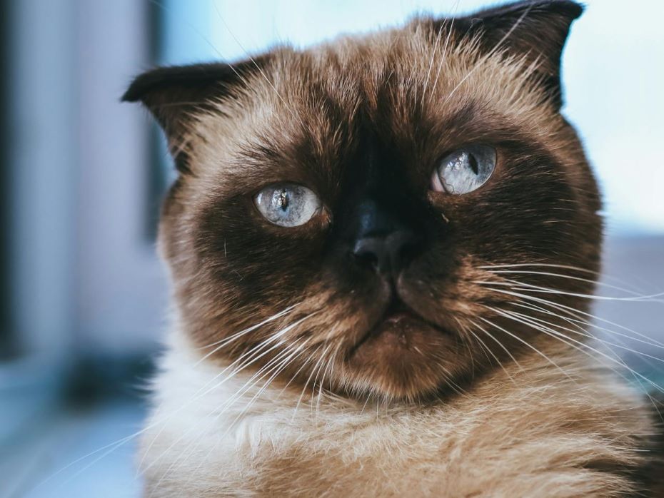 Нет, это не шутка: усталость усов — распространенное заболевание у кошек, проверьте своего питомца