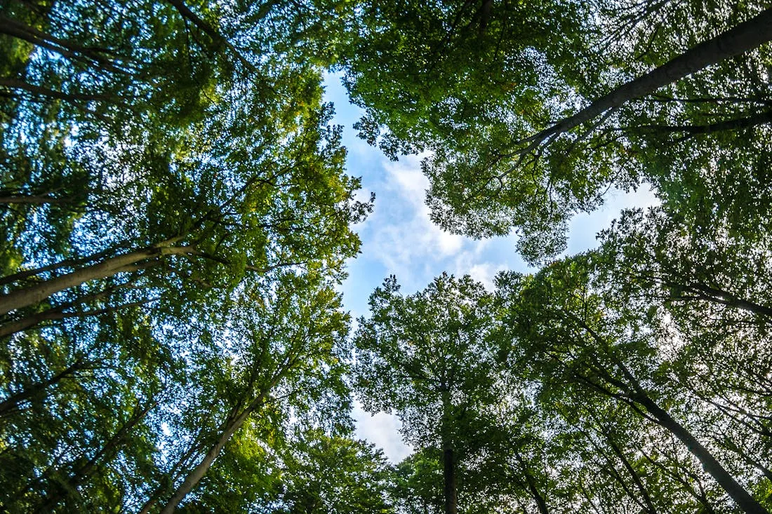 О погоде на Гродненщине 19-21 августа