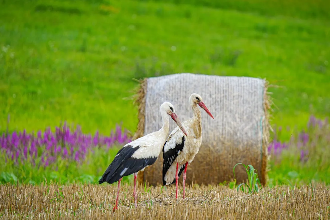 О погоде в Гродненской области 6-8 августа