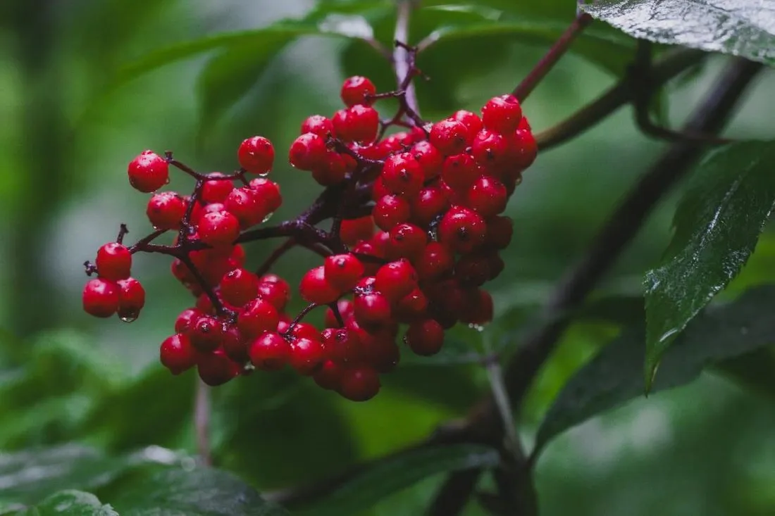 Облачно, дождливо и с грозами – о погоде на Гродненщине 25-27 августа