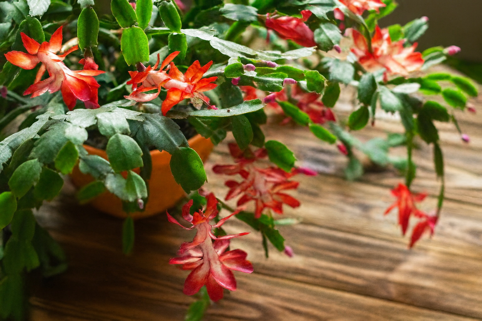 Одна таблетка за копейки спасла мои пожелтевшие цветы: делюсь способом