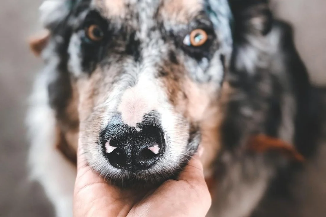 Она погладила бездомную собаку во время отпуска и вскоре умерла: семья была в шоке, узнав причину
