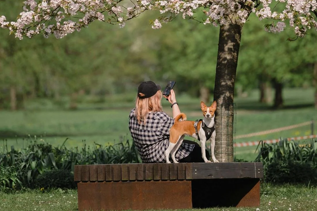 Они не лают и практически не болеют: уникальная порода собак покорила сердца людей