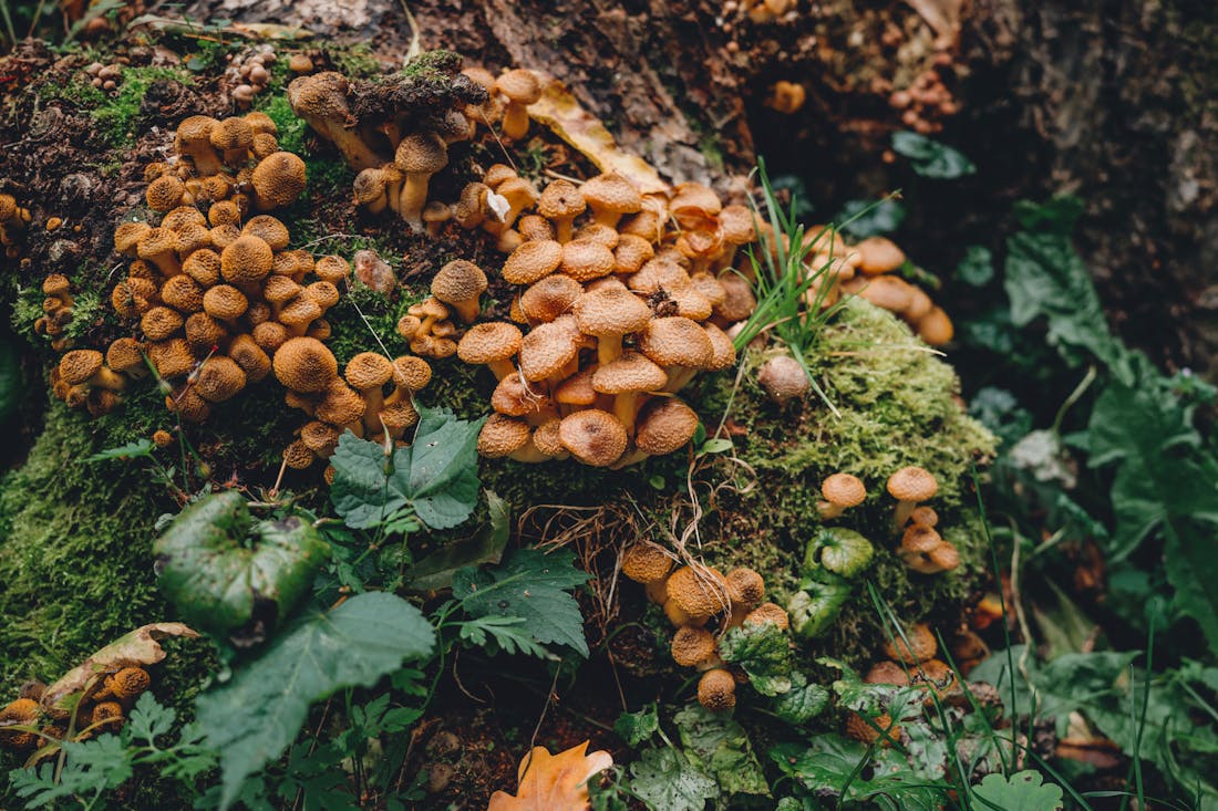 Опята в подмосковных лесах оказались с пугающим сюрпризом