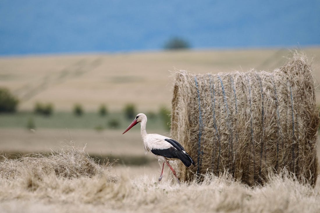 Осень вступает в права – прогноз погоды на ближайшие дни в Гродненской области