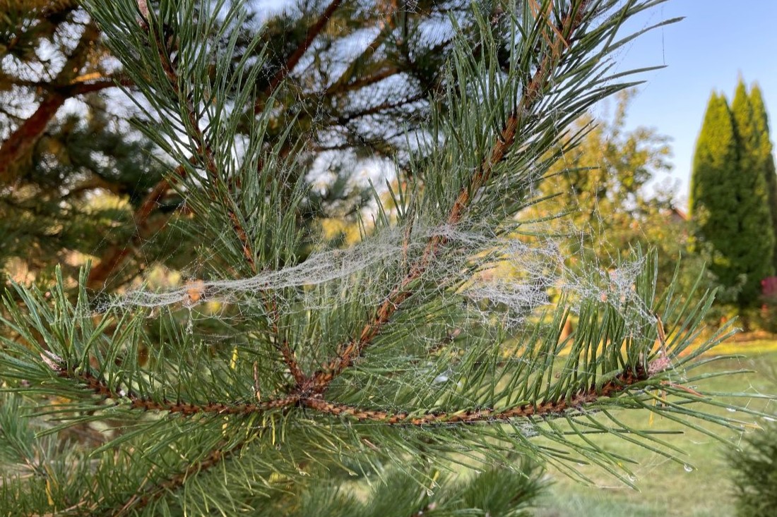 Остановятся ли ночные заморозки? О погоде на 25-27 сентября в Гродненской области