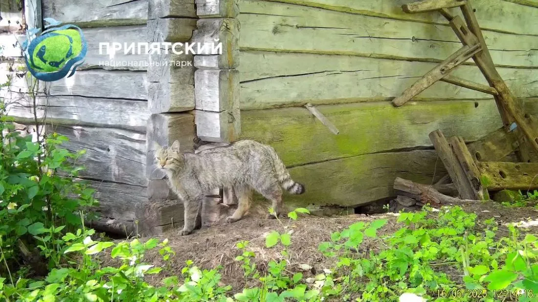Открытие века: в Беларуси спустя 100 лет обнаружили лесного кота