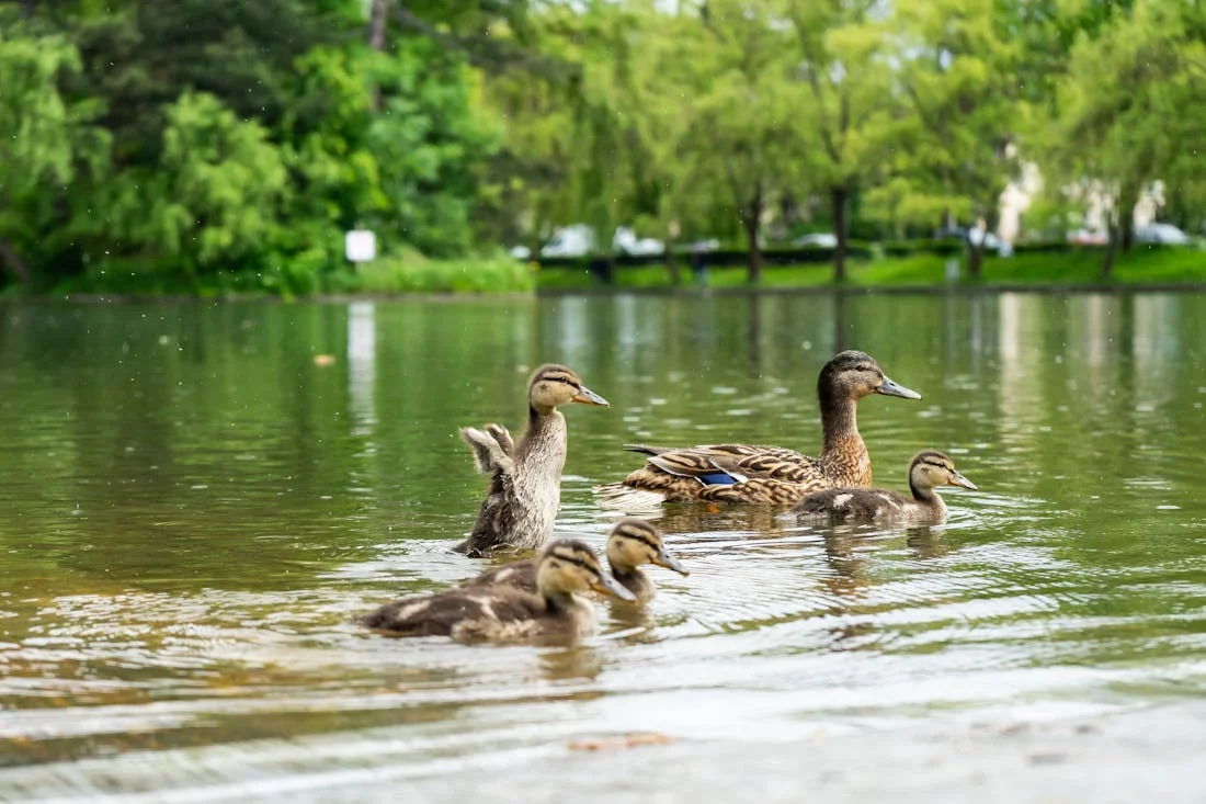 Передышка будет недолгой. Жара вновь накроет Гродненщину