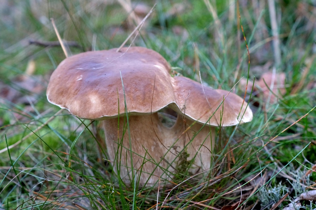 Почему отравиться можно даже съедобными грибами, объяснила биолог