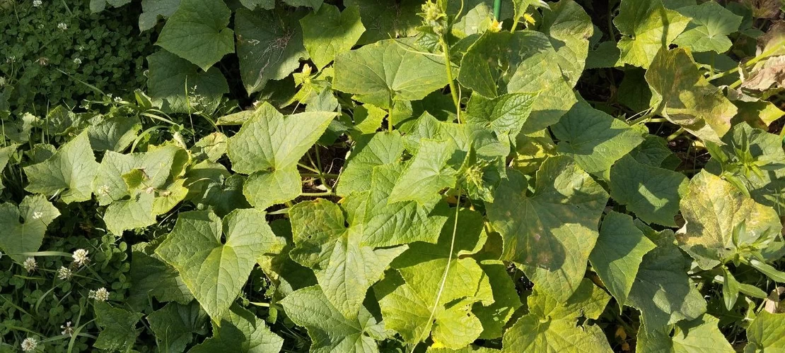 Пока другие теряют урожай, вы будете собирать огурцы ведрами — вот секретный рецепт