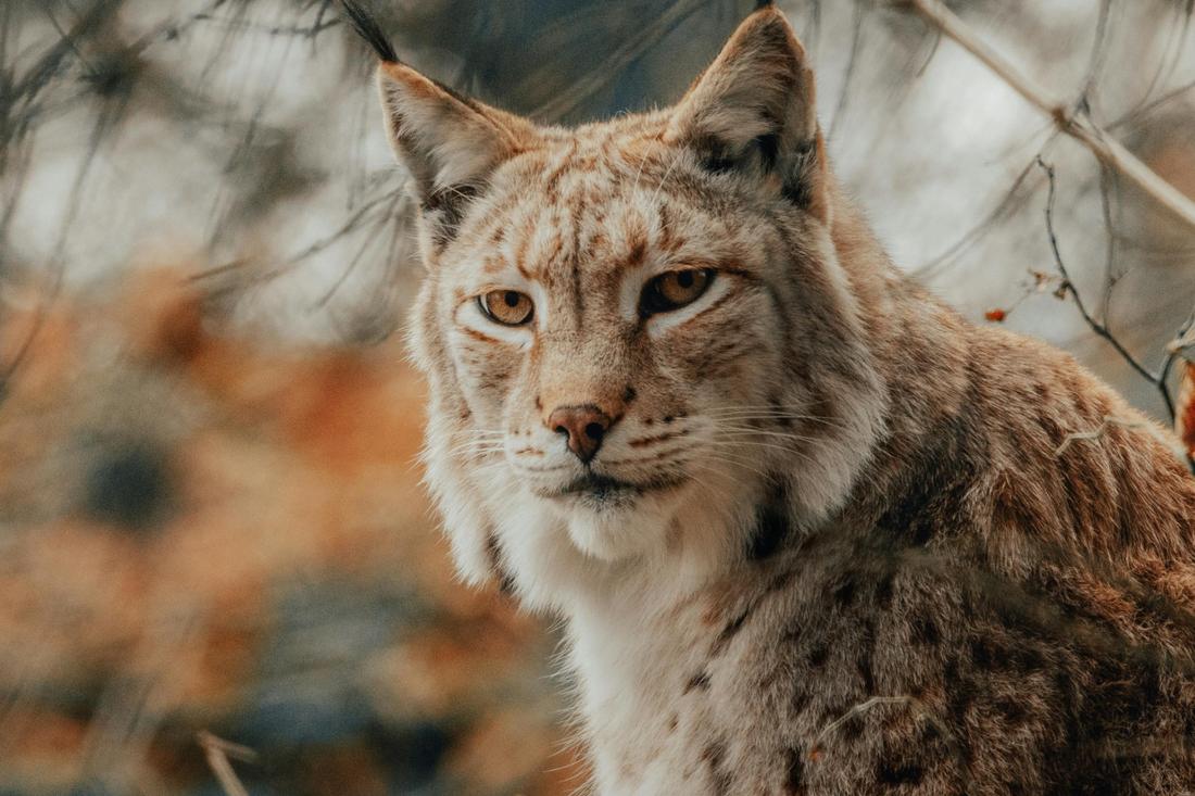 После 40-летнего перерыва охота на рысь снова разрешена в Беларуси