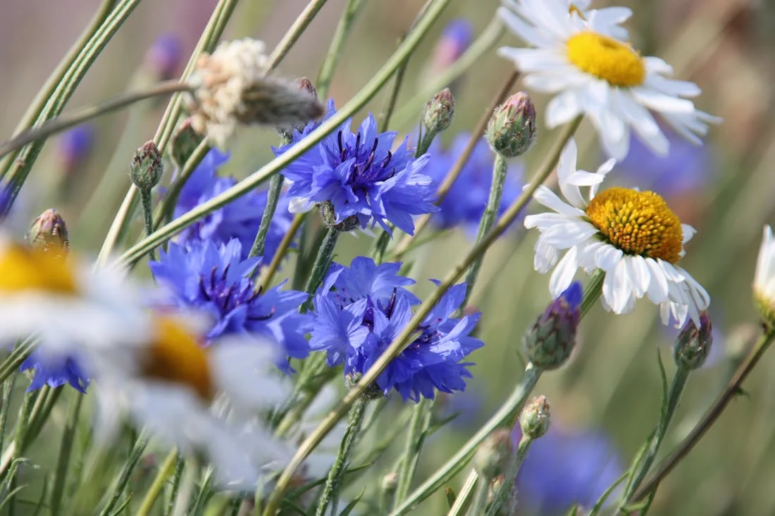 Приближаются жаркие ночи. О погоде на Гродненщине 5-7 июля