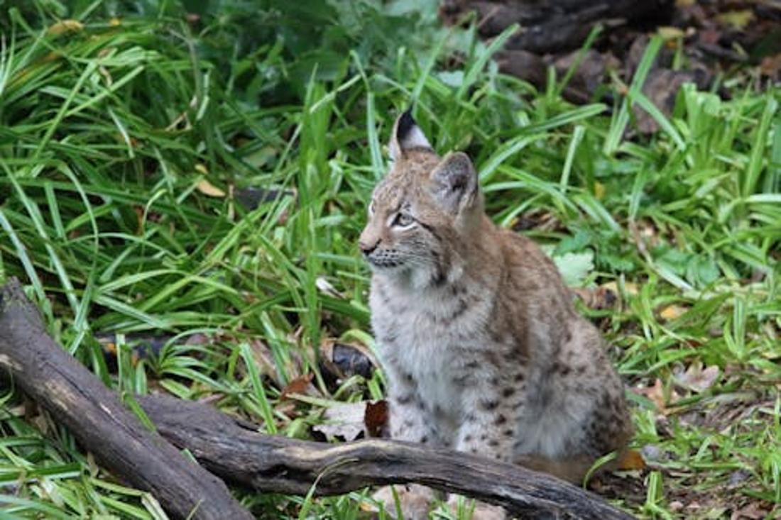 С 1 ноября в Беларуси стартовал сезон охоты на пушных зверей