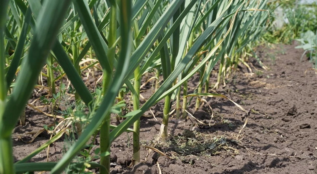 Секрет богатого урожая чеснока. Что рассыпать по грядке в конце мая