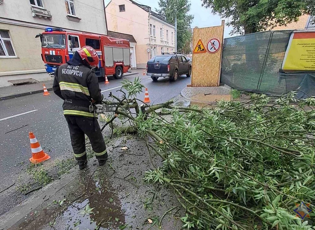 Сильный ветер в Гродненской области повалил деревья
