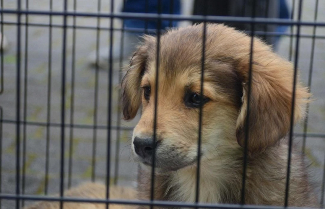 Слонимские власти планируют построить пункт временного содержания безнадзорных животных