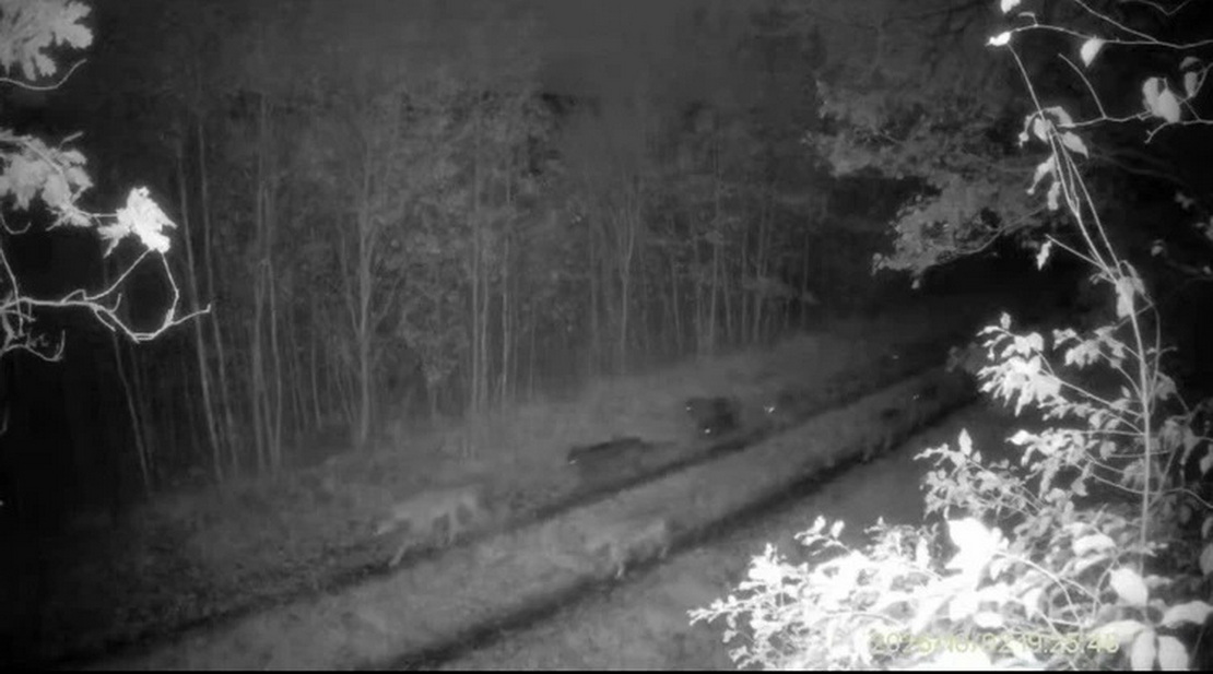 Стая хищников попала в объектив фотоловушки на Полесье: видео взорвало TikTok