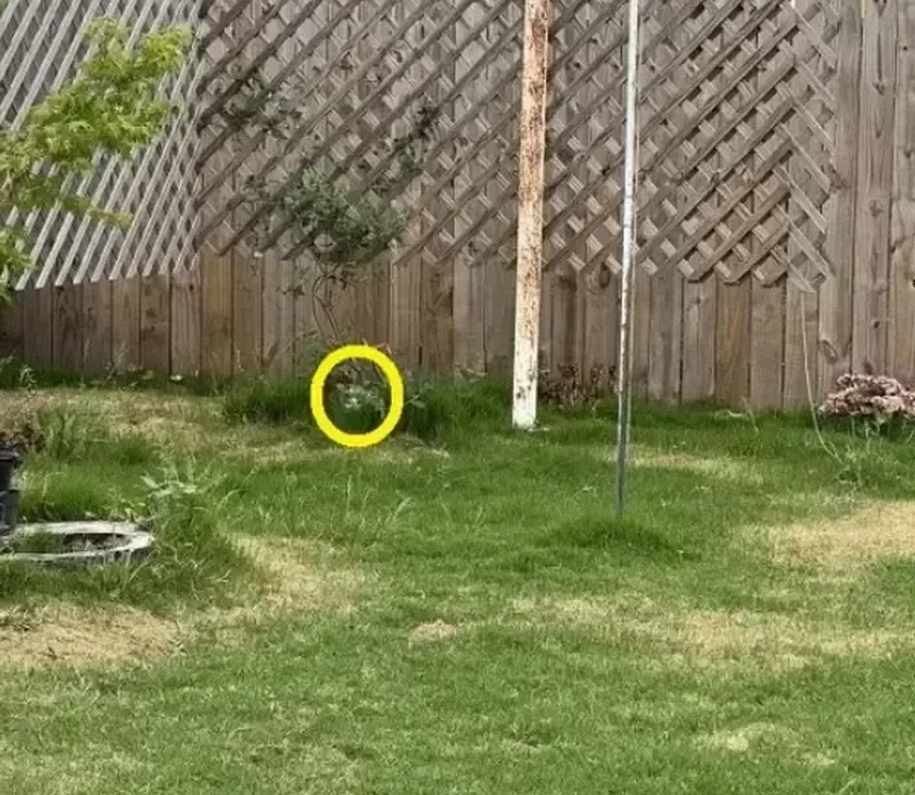 Только 1 из 100 замечает кота на фото сразу. Вы в их числе?