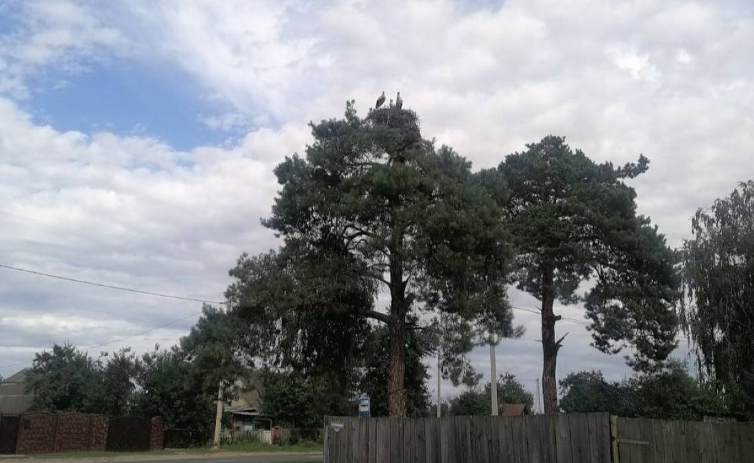 Трагедия в семье аистов: ураган оборвал историю старого гнездовья