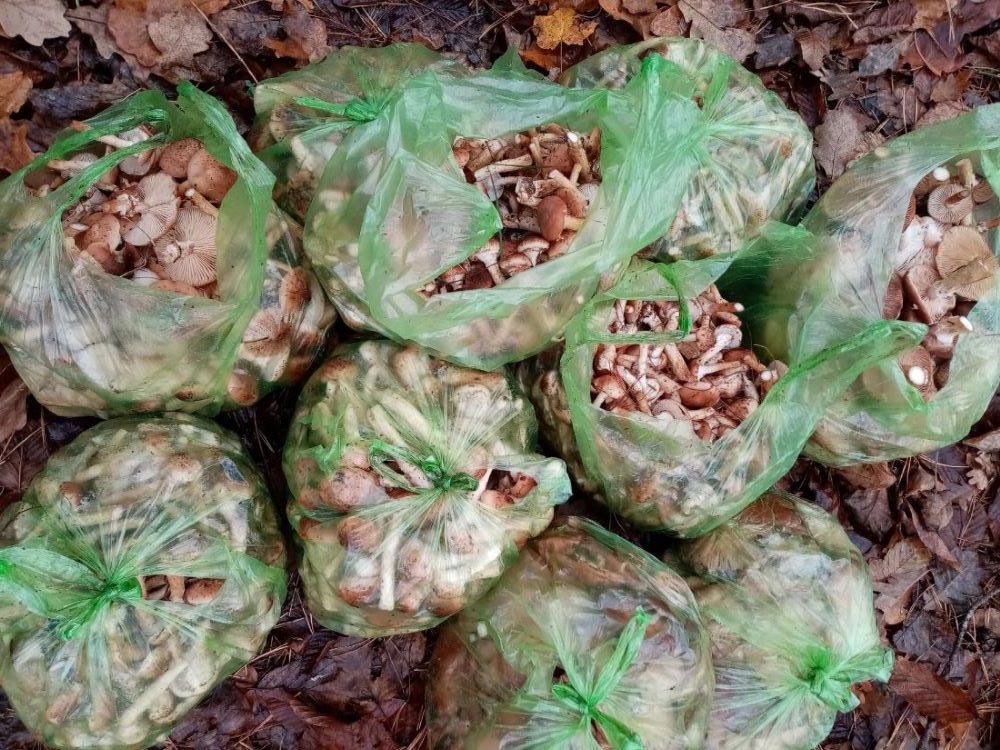 Наконец-то пошли долгожданные осенние опята. Их море!