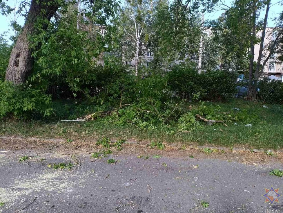 Ураганный ветер прошелся по Гродненщине: деревья падали на дороги и гаражи